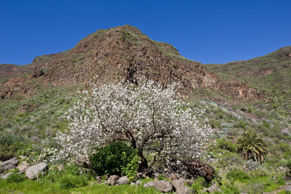 Casas Rurales De Guayadeque 잉헤니오 외부 사진